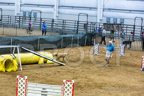 Agility STD Sun 24 Labrador Retriever Capella-JJJ_8357-HR3
