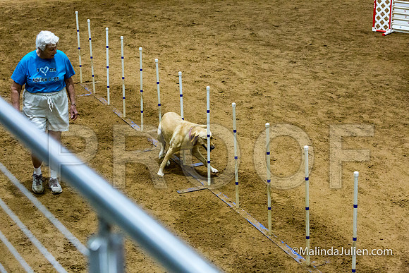 Agility STD Sun 24 Labrador Retriever Capella 2-JJJ_8360-HR3