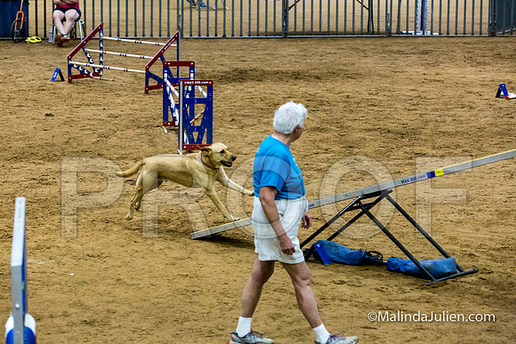 Agility STD Sun 24 Labrador Retriever Capella 2-JJJ_8367-HR3