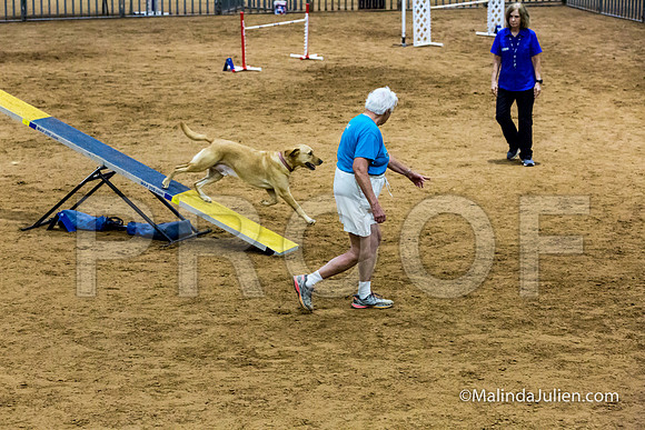 Agility STD Sun 24 Labrador Retriever Capella 2-JJJ_8369-HR3