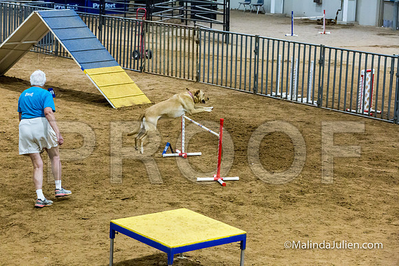 Agility STD Sun 24 Labrador Retriever Capella 2-JJJ_8371-HR3