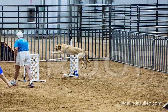 Agility STD Sun 24 Labrador Retriever Capella 2-JJJ_8374-HR3