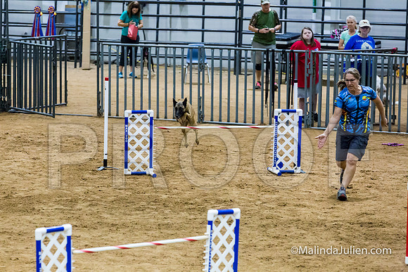 Agility STD Sun 24 Prem Belgian Malinois Chica-JJJ_8979-HR3