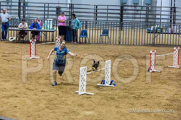 Agility STD Sun 24 Prem Belgian Malinois Chica-JJJ_8983-HR3