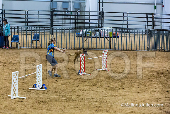Agility STD Sun 24 Prem Belgian Malinois Chica-JJJ_8982-HR3