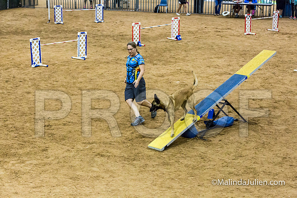Agility STD Sun 24 Prem Belgian Malinois Chica-JJJ_8985-HR3