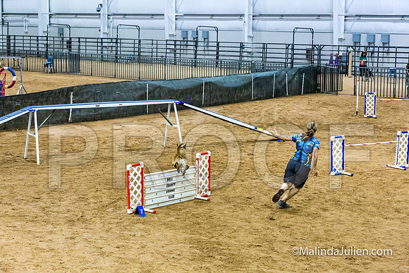 Agility STD Sun 24 Prem Belgian Malinois Chica-JJJ_8986-HR3