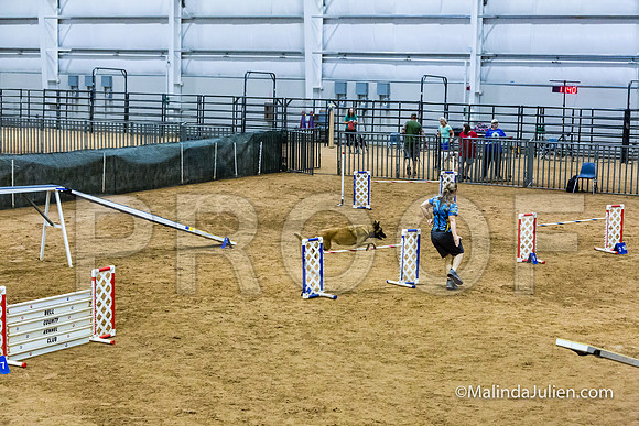 Agility STD Sun 24 Prem Belgian Malinois Chica-JJJ_8987-HR3