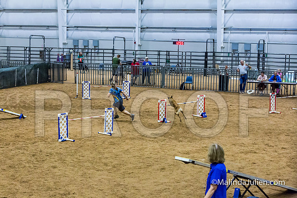 Agility STD Sun 24 Prem Belgian Malinois Chica-JJJ_8988-HR3