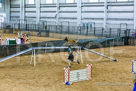 Agility STD Sun 24 Prem Belgian Malinois Chica-JJJ_8990-HR3
