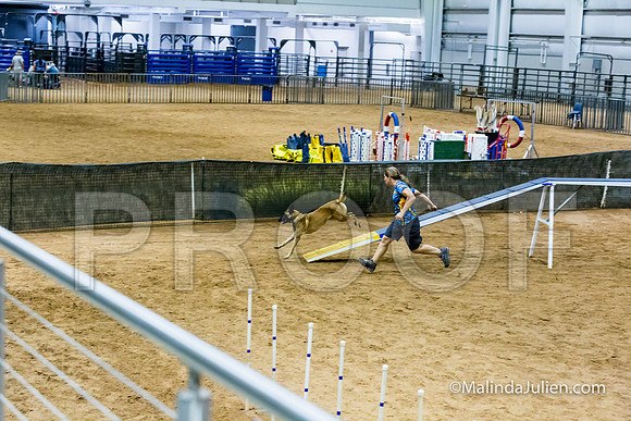 Agility STD Sun 24 Prem Belgian Malinois Chica-JJJ_8993-HR3