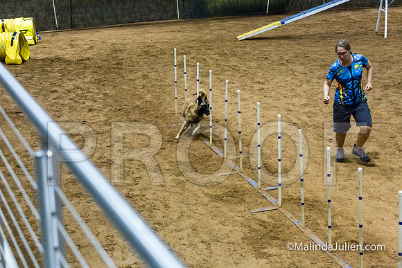 Agility STD Sun 24 Prem Belgian Malinois Chica-JJJ_8997-HR3