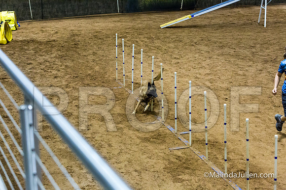 Agility STD Sun 24 Prem Belgian Malinois Chica-JJJ_9000-HR3