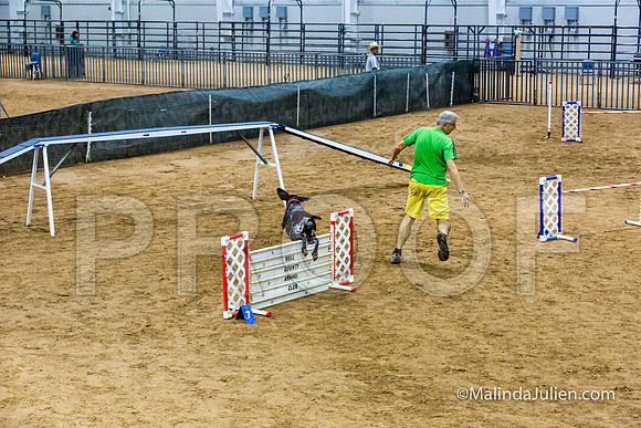 Agility STD Sun 24 Prem German Shorthaired Pointer Schoena-JJJ_9021-HR3