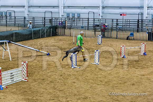 Agility STD Sun 24 Prem German Shorthaired Pointer Schoena-JJJ_9022-HR3