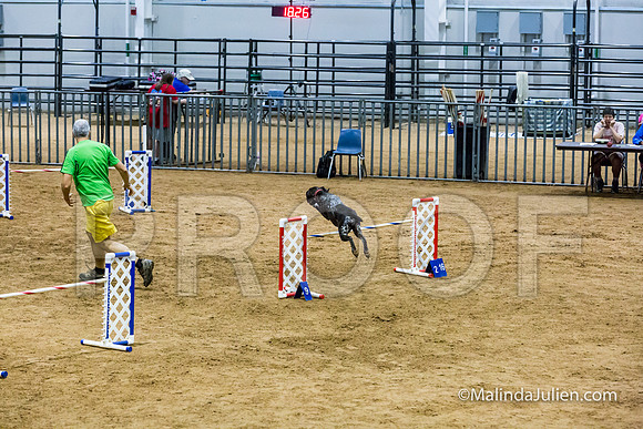 Agility STD Sun 24 Prem German Shorthaired Pointer Schoena-JJJ_9023-HR3