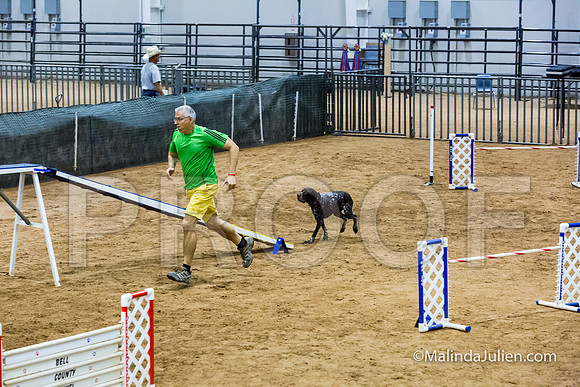 Agility STD Sun 24 Prem German Shorthaired Pointer Schoena-JJJ_9024-HR3