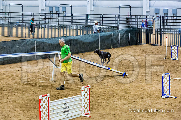 Agility STD Sun 24 Prem German Shorthaired Pointer Schoena-JJJ_9025-HR3