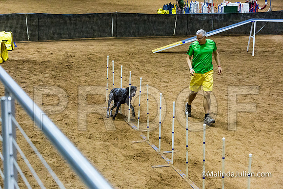 Agility STD Sun 24 Prem German Shorthaired Pointer Schoena-JJJ_9028-HR3