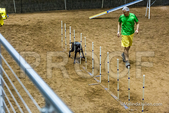 Agility STD Sun 24 Prem German Shorthaired Pointer Schoena-JJJ_9029-HR3