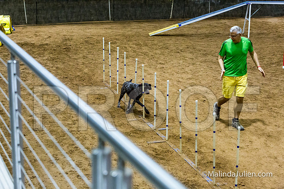 Agility STD Sun 24 Prem German Shorthaired Pointer Schoena-JJJ_9030-HR3