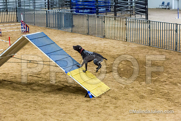 Agility STD Sun 24 Prem German Shorthaired Pointer Schoena-JJJ_9031-HR3