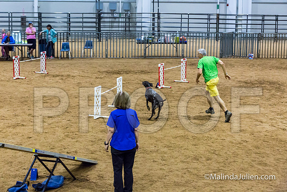 Agility STD Sun 24 Prem German Shorthaired Pointer Schoena-JJJ_9034-HR3
