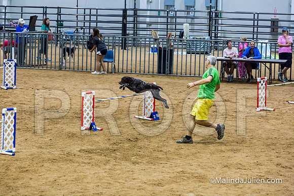 Agility STD Sun 24 Prem German Shorthaired Pointer Schoena-JJJ_9035-HR3