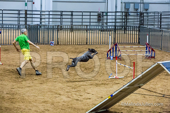 Agility STD Sun 24 Prem German Shorthaired Pointer Schoena-JJJ_9037-HR3
