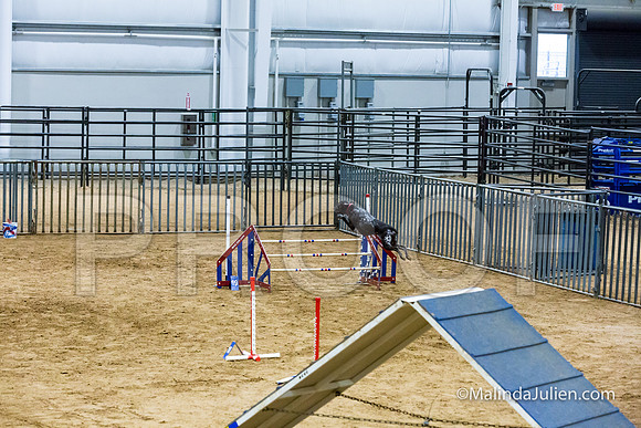 Agility STD Sun 24 Prem German Shorthaired Pointer Schoena-JJJ_9038-HR3