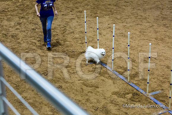 Agility STD Sun 8 American Eskimo-JJJ_5190-HR3