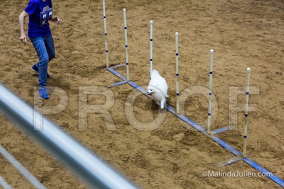 Agility STD Sun 8 American Eskimo-JJJ_5191-HR3