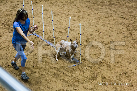 Agility Sun STD 16 Australian Cattle Dog Rosie-JJJ_5048-HR3
