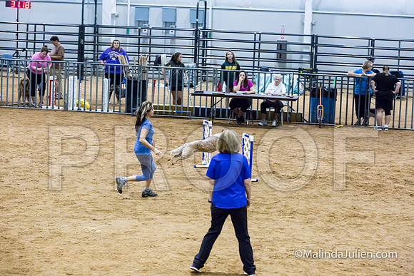 Agility Sun STD 16 Australian Cattle Dog Rosie-JJJ_5057-HR3