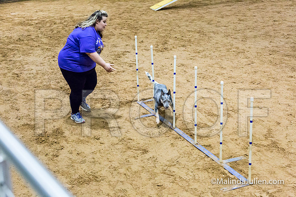 Agility Sun STD 16 Australian Cattle Dog Stella-JJJ_4967-HR3
