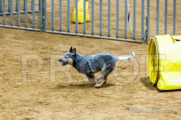 Agility Sun STD 16 Australian Cattle Dog Stella-JJJ_4971-HR3