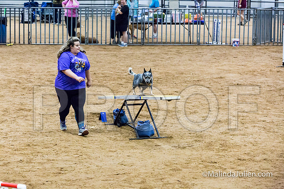 Agility Sun STD 16 Australian Cattle Dog Stella-JJJ_4977-HR3