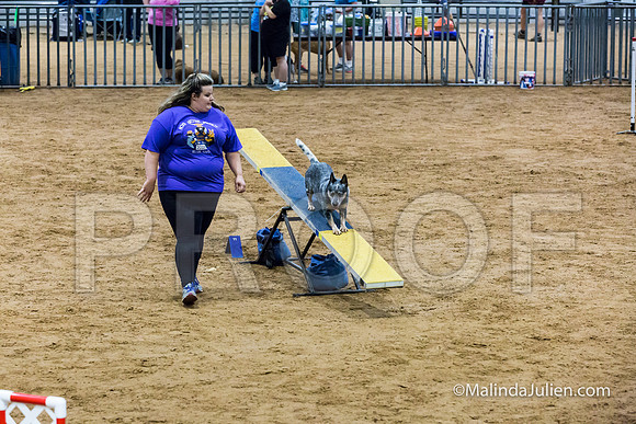 Agility Sun STD 16 Australian Cattle Dog Stella-JJJ_4978-HR3