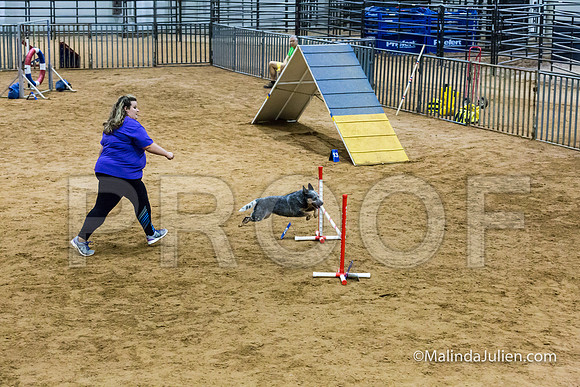 Agility Sun STD 16 Australian Cattle Dog Stella-JJJ_4979-HR3