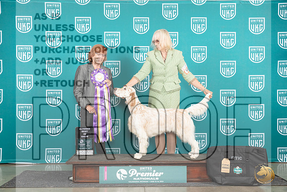 English Setter #609 Fri ABIS Judge Sharonn Griffin__JP_1908_Premier_2024_HR3