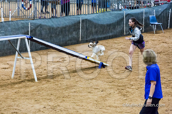 Agility Sun STD 16 Cocker Spaniel Louie-JJJ_4986-HR3