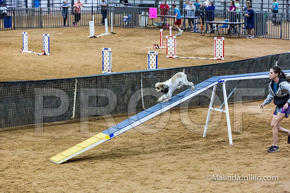 Agility Sun STD 16 Cocker Spaniel Louie-JJJ_4988-HR3