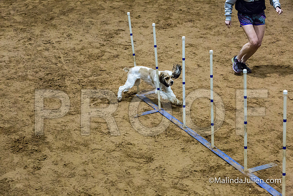 Agility Sun STD 16 Cocker Spaniel Louie-JJJ_4990-HR3