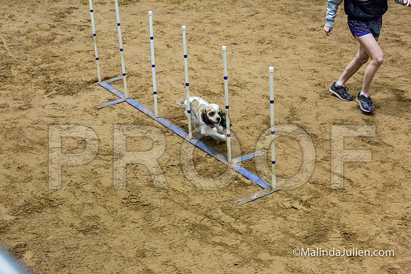 Agility Sun STD 16 Cocker Spaniel Louie-JJJ_4991-HR3