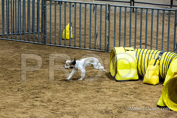 Agility Sun STD 16 Cocker Spaniel Louie-JJJ_4993-HR3
