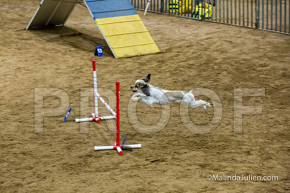 Agility Sun STD 16 Cocker Spaniel Louie-JJJ_4994-HR3