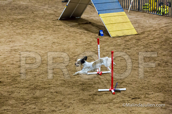 Agility Sun STD 16 Cocker Spaniel Louie-JJJ_4995-HR3