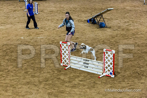 Agility Sun STD 16 Cocker Spaniel Louie-JJJ_4996-HR3