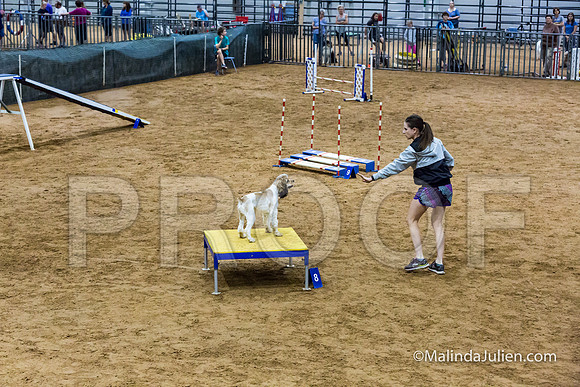 Agility Sun STD 16 Cocker Spaniel Louie-JJJ_4997-HR3