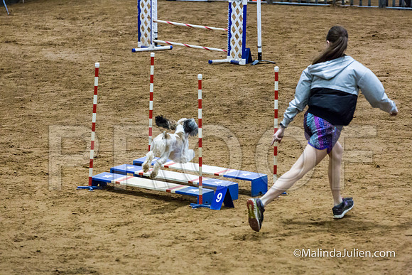 Agility Sun STD 16 Cocker Spaniel Louie-JJJ_4998-HR3